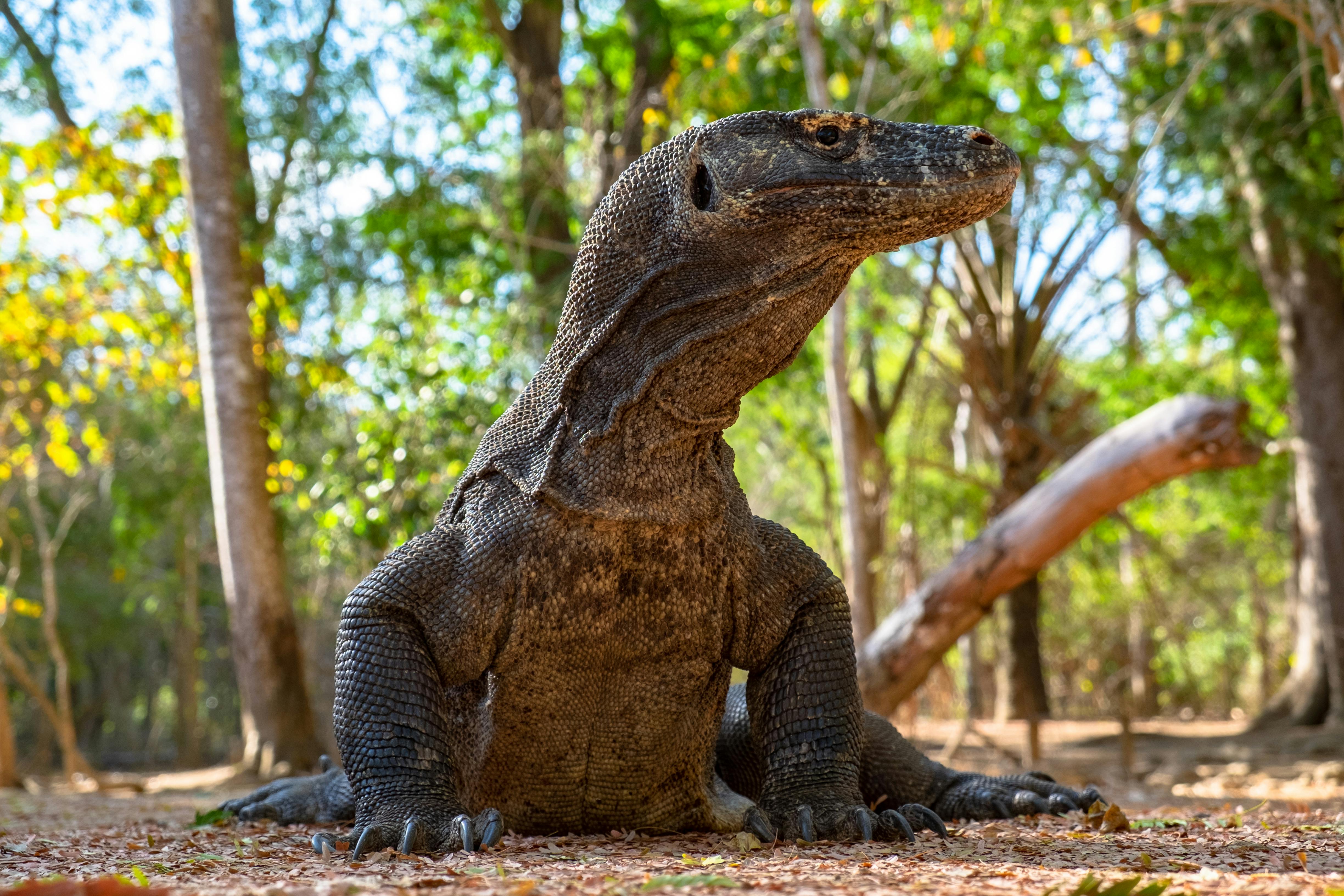 komodo dragon a dinosaur