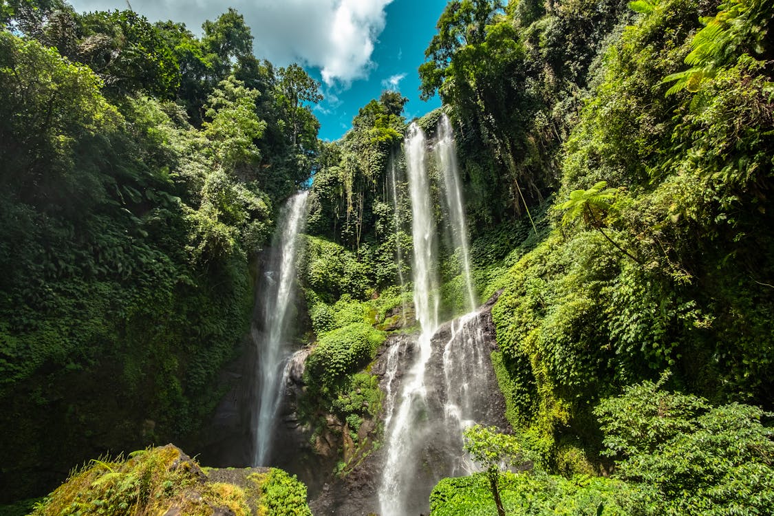 Free stock photo of bali  indonesia jungle 