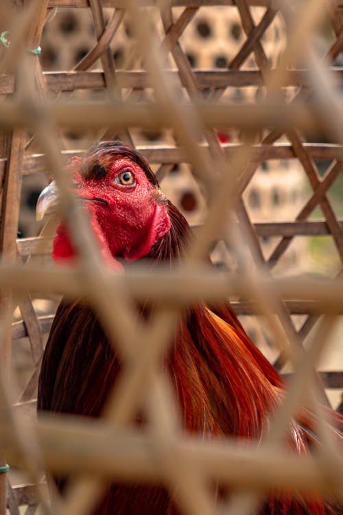 Free stock photo of bali, beautiful eyes, chicken