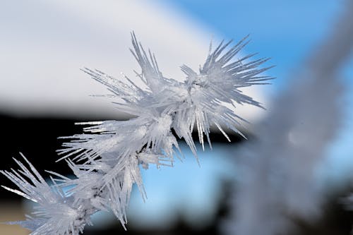 Close-up of a Frosty Branch 