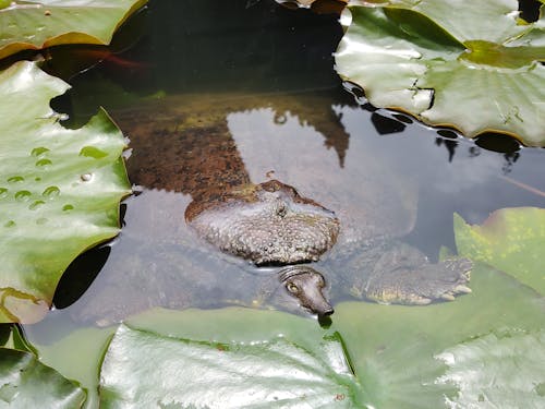 Foto d'estoc gratuïta de aigua, estany, fotografia d'animals