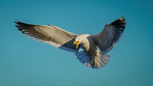 A Kelp Gull in the Air