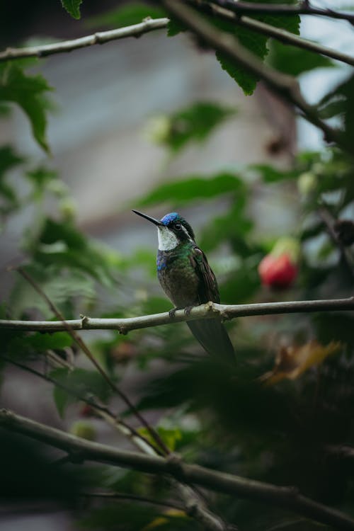 Small Bird on Branch