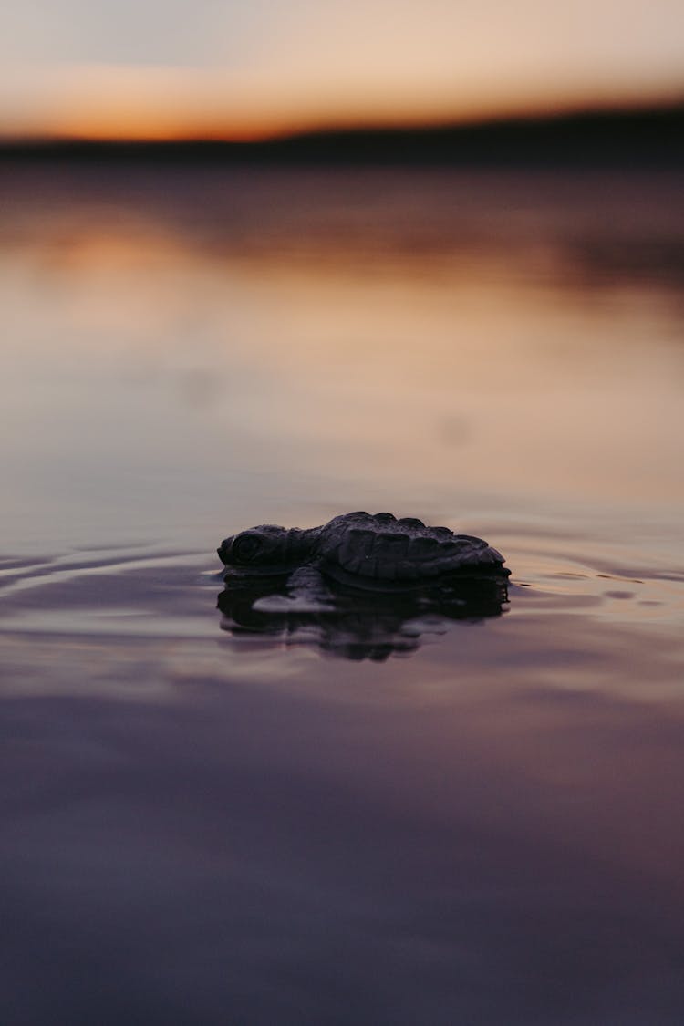 Turtle In Water At Sunset