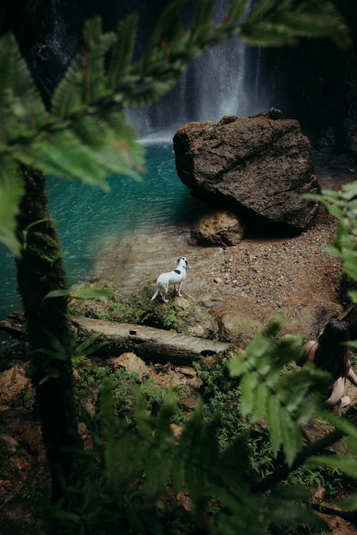 Dog near Waterfall in Forest