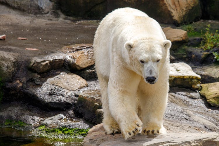 A Polar Bear In A Zoo