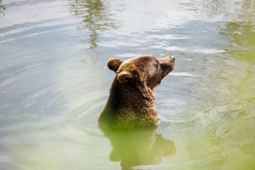 Ilmainen kuvapankkikuva tunnisteilla eläin, harmaakarhu, järvi