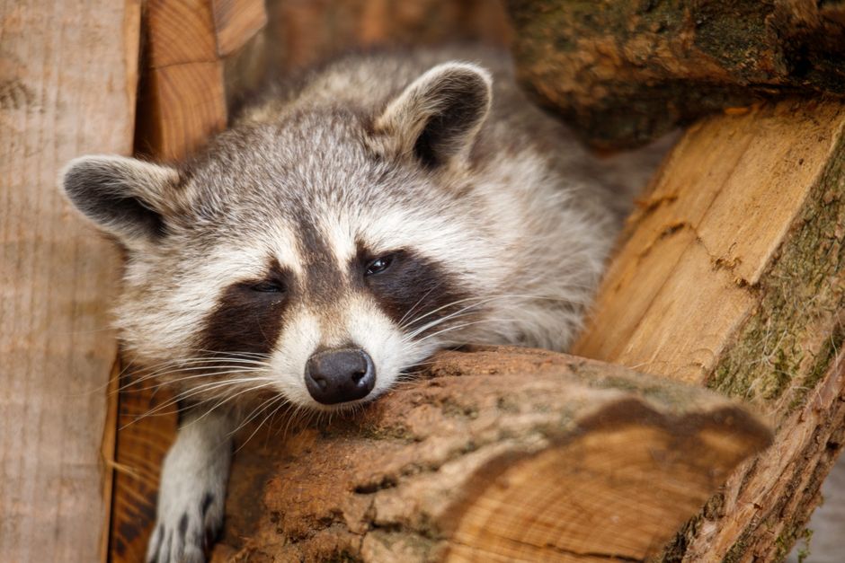 A detailed close-up of a raccoon resting on wooden logs, capturing its natural expression and environment.