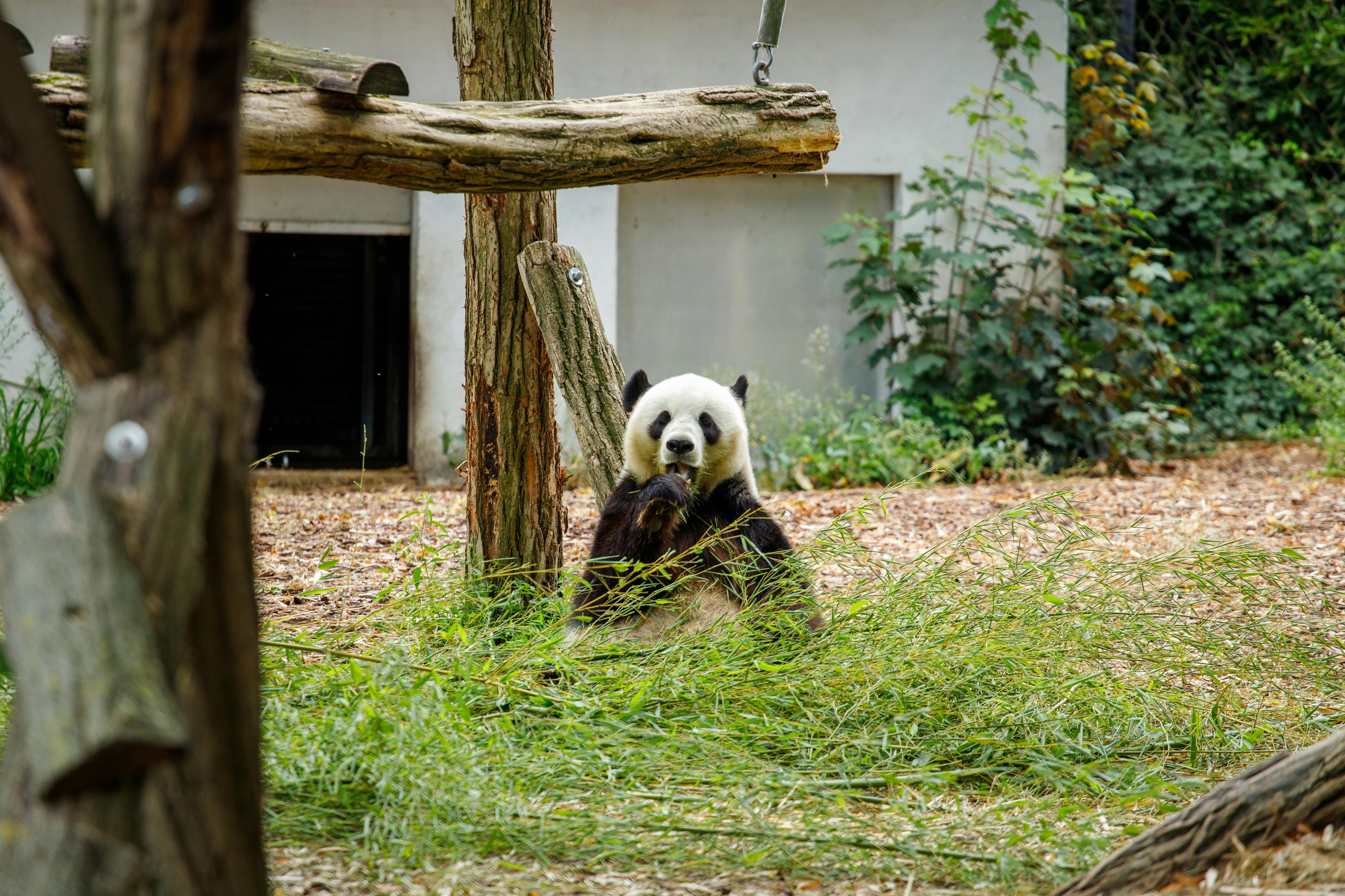A giant panda enjoying bamboo surrounded by nature in a zoo setting.
