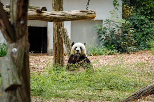 Základová fotografie zdarma na téma fotografování zvířat, medvěd, panda