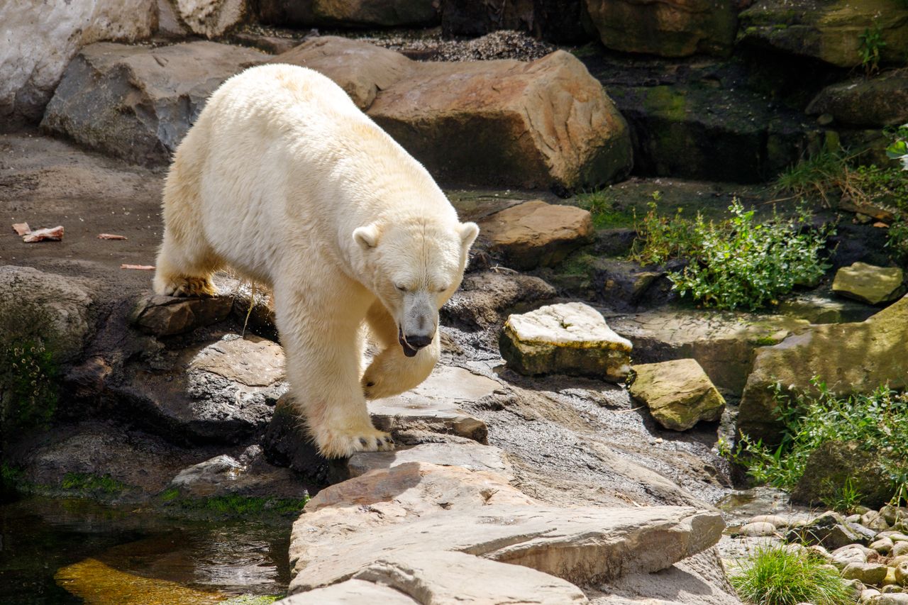 a majestic polar bear walks gracefully across rocky terrain in a zoo s