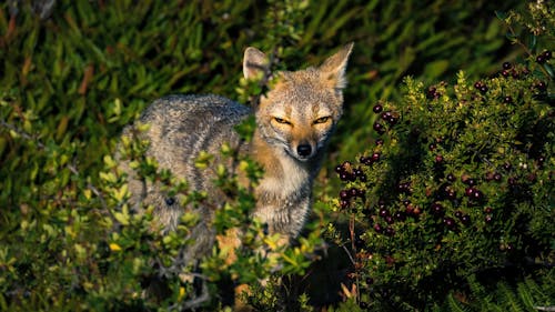 A South American Gray Fox in the Grass