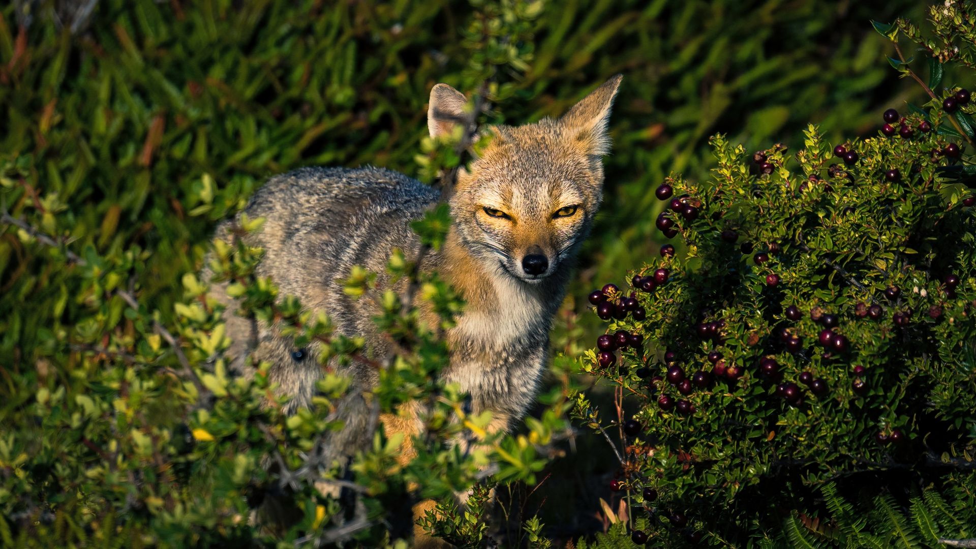 A South American Gray Fox in the Grass