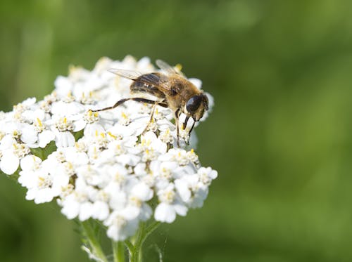 Bee on White Flower