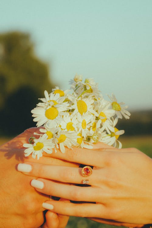 Woman Hands Holding Daisies