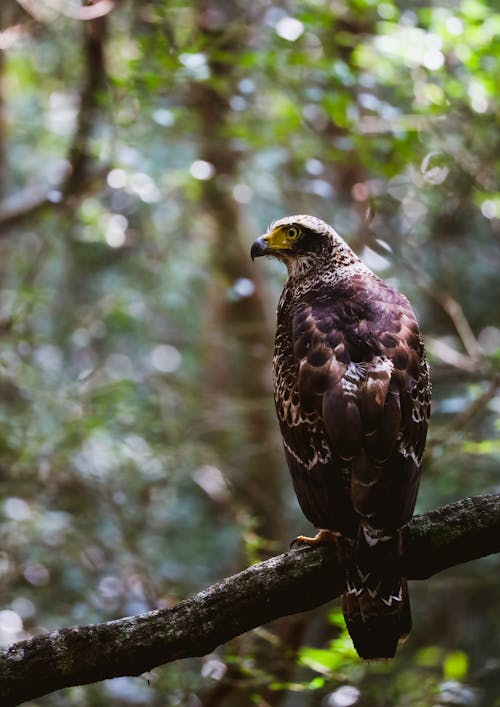 A Crested Serpent Eagle Sitting on a Tree Branch 