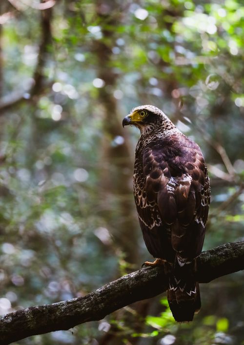 Free Close-up of a Crested Serpent Eagle perched on a branch in a lush forest. Stock Photo