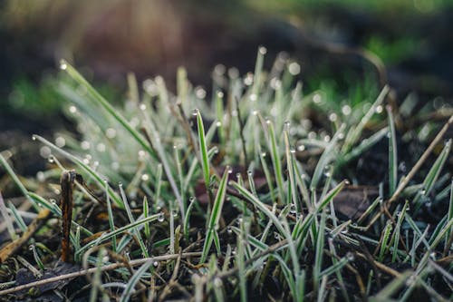 Raindrops on Grass