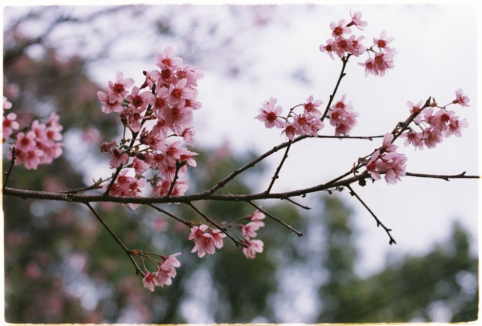 A close-up of pink cherry blossoms on a branch, symbolizing renewal and spring.