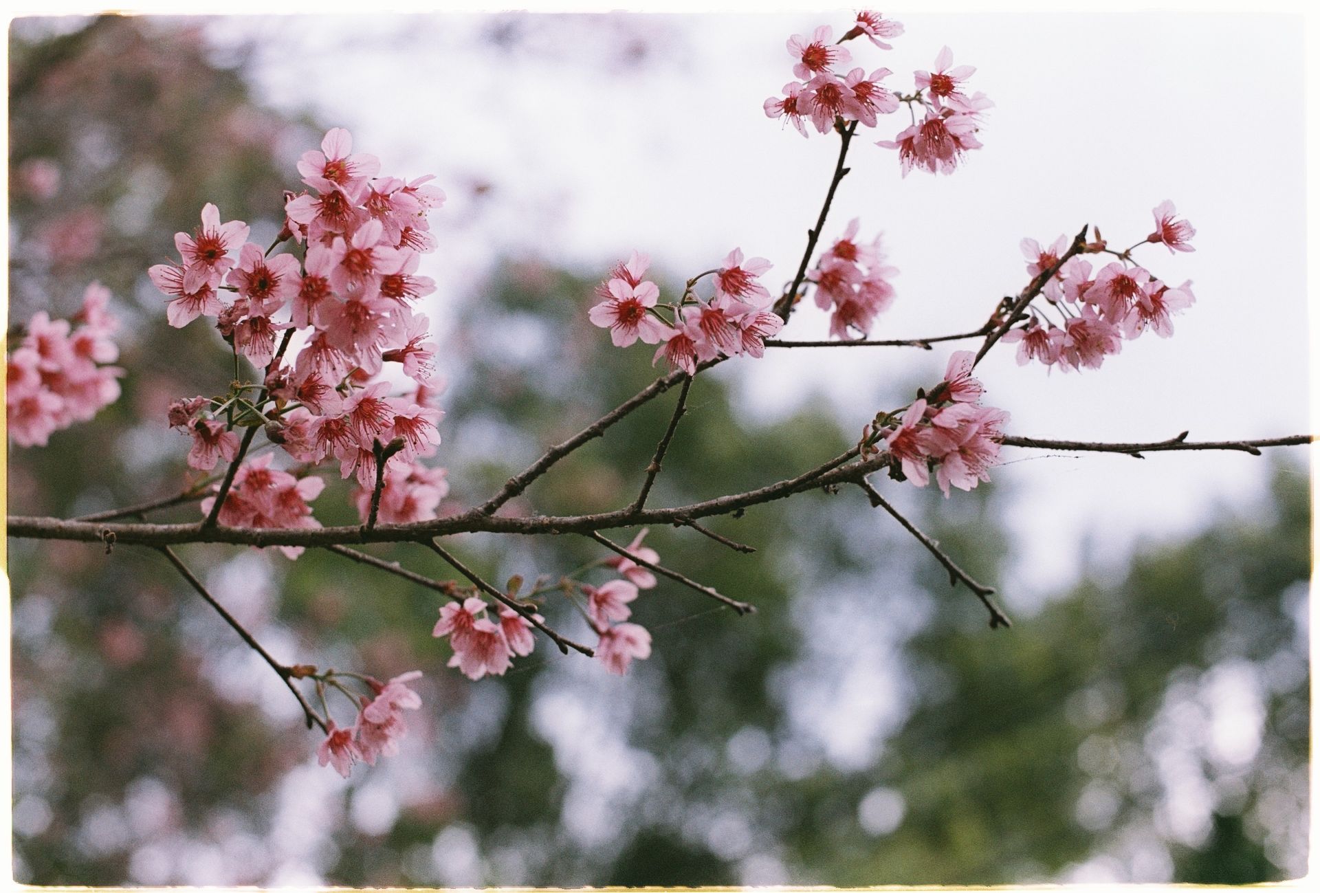 Close-up of vibrant pink cherry blossoms on a branch in spring.