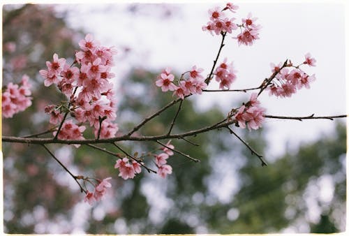 Ingyenes stockfotó ág, cseresznyevirág, fa témában Stockfotó