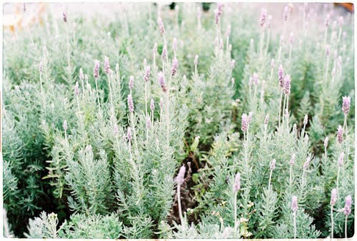 A Field of Lavender 