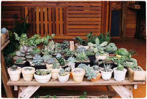 Succulents in Pots on the Table