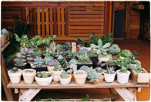 Free A wooden table adorned with various potted succulents in an outdoor garden setting. Stock Photo