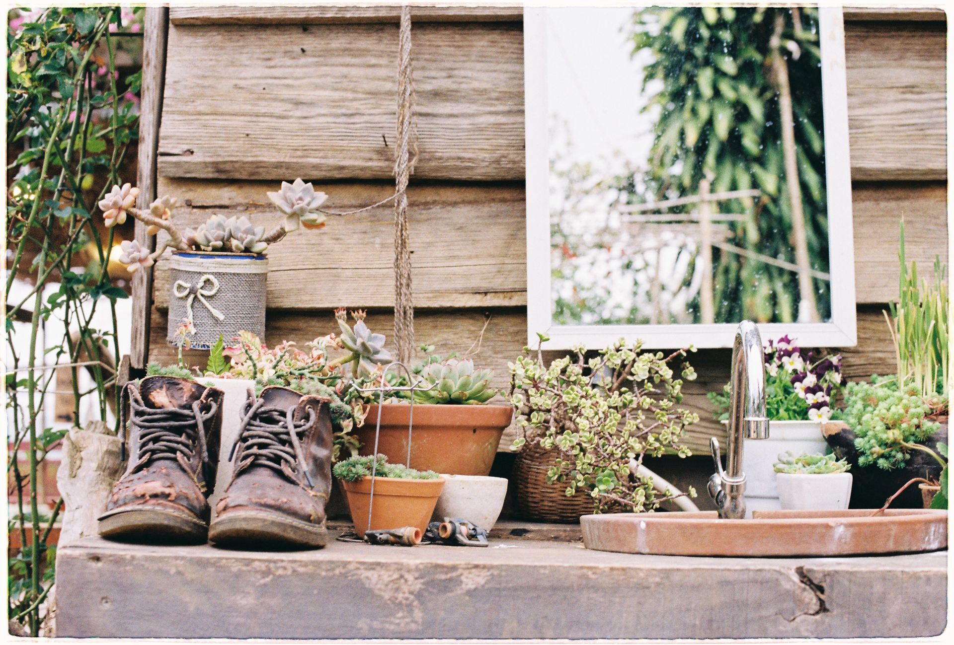 A charming garden setup featuring potted succulents and rustic decor including old shoes and a reflective mirror.