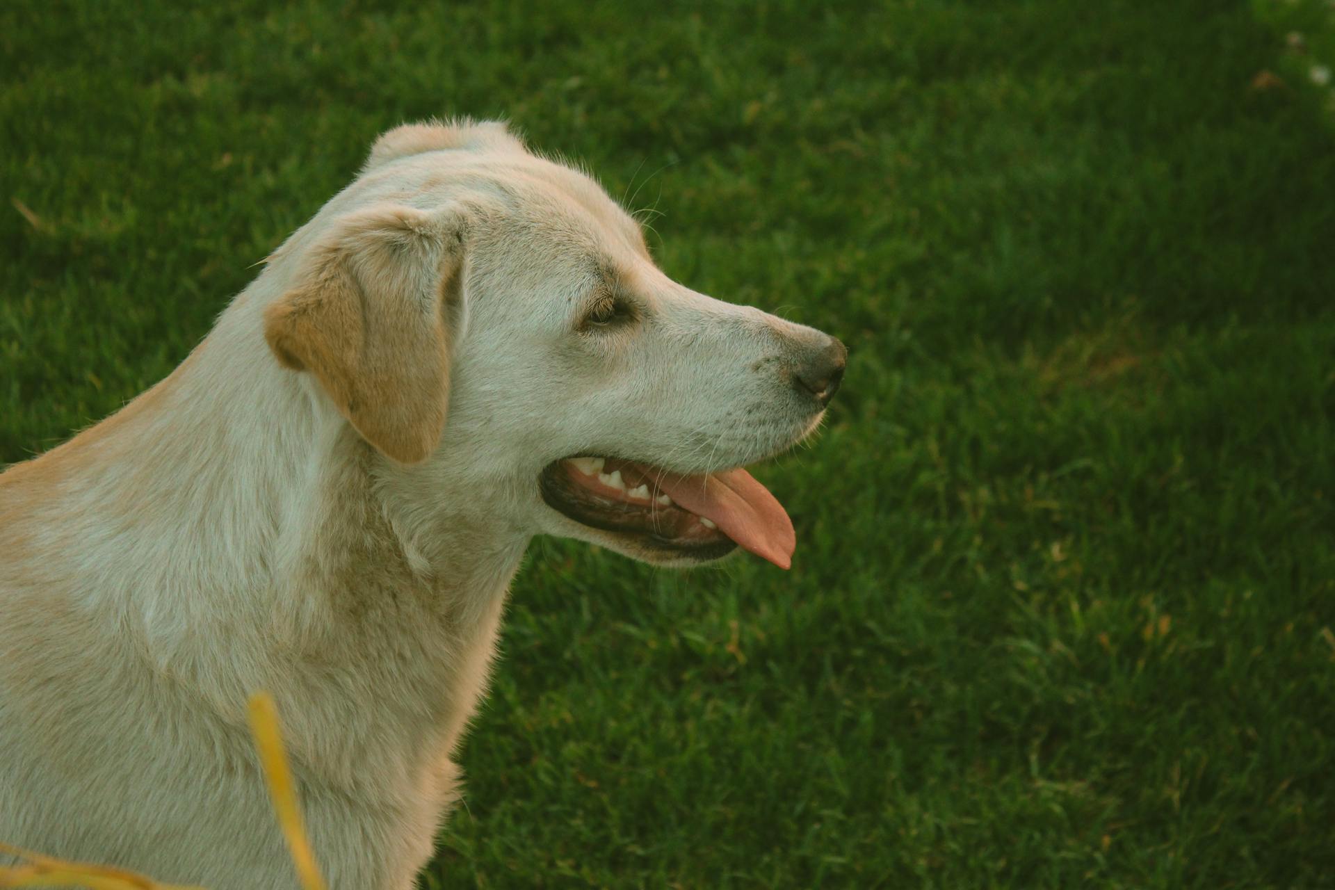 Panting Dog in a Meadow