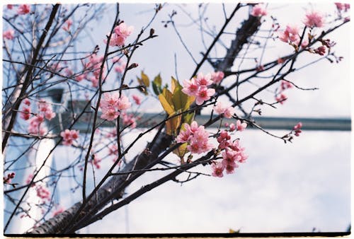 Close-up of Cherry Blossom Branches and Flowers