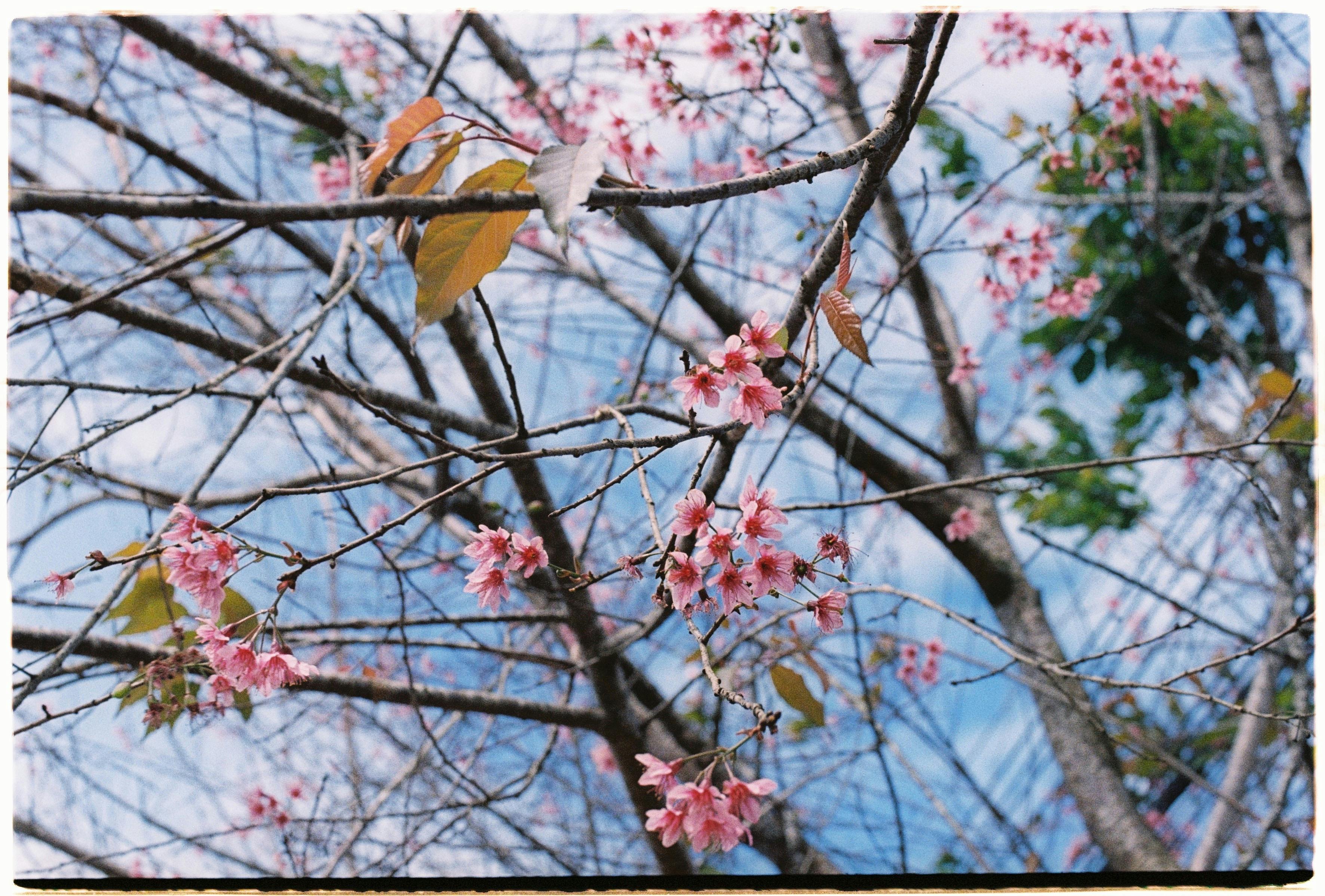 Delicate cherry blossoms in full bloom against a clear spring sky, capturing nature's beauty.