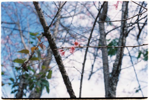 Close-up of Cherry Blossom Branches and Flowers