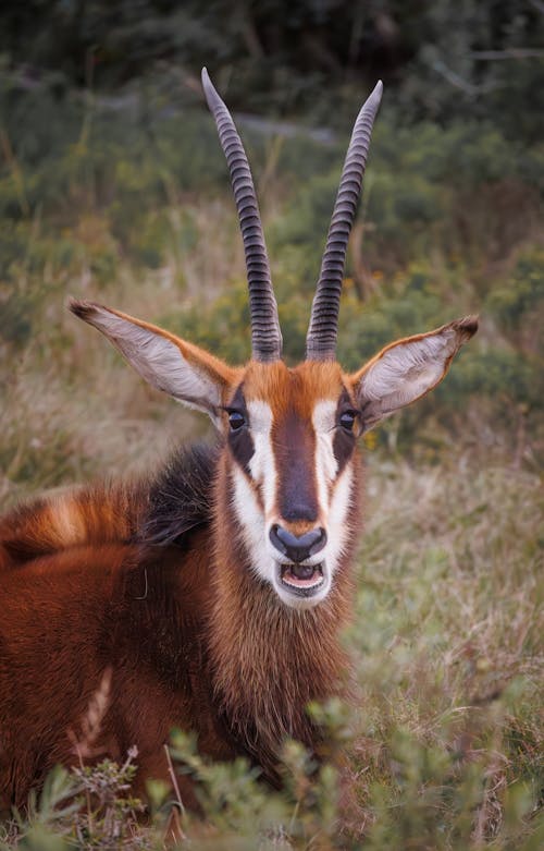 Ingyenes stockfotó állatfotók, antilop, függőleges lövés témában