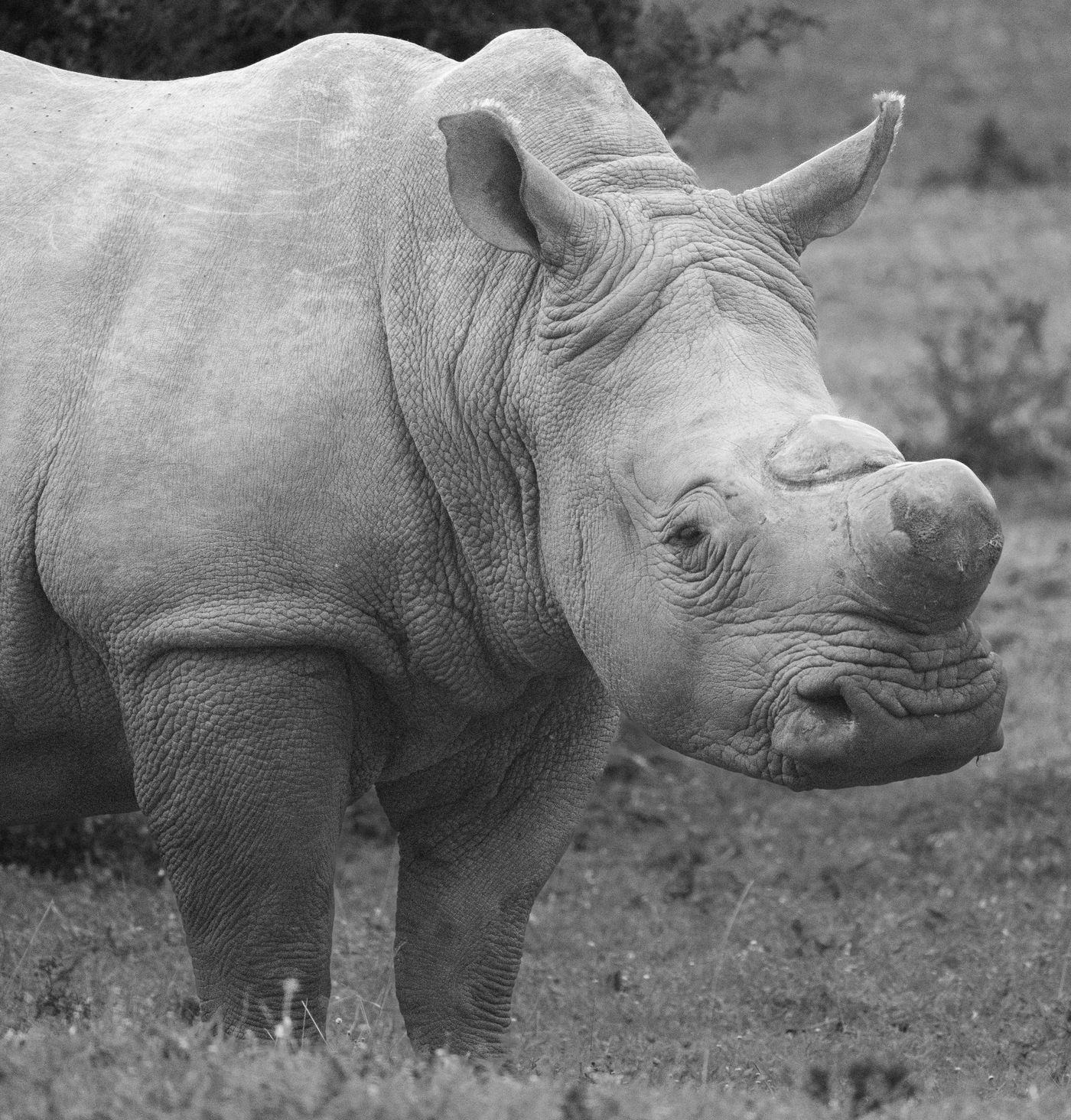 Black and white portrait of a rhino