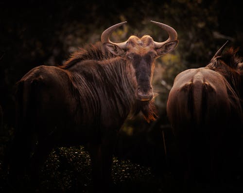 Δωρεάν στοκ φωτογραφιών με wildebeest, άγρια φύση, άγριος