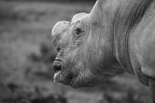 動物攝影, 天性, 犀牛 的 免费素材图片
