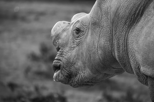 Rhinoceros