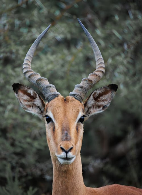 aepyceros melampus, antilop, baş içeren Ücretsiz stok fotoğraf