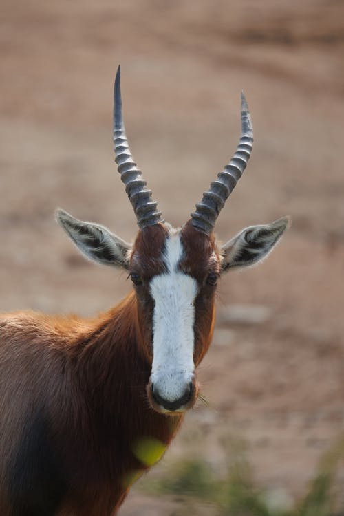 antilop, baş, blesbok içeren Ücretsiz stok fotoğraf