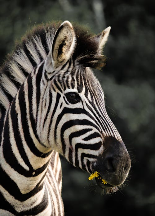 Close-up of a Zebra Eating Yellow Flowers