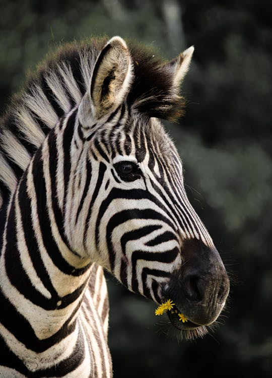 Close-up of a Zebra Eating Yellow Flowers