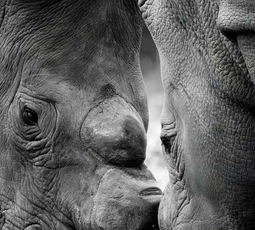 Rhinos Heads in Black and White