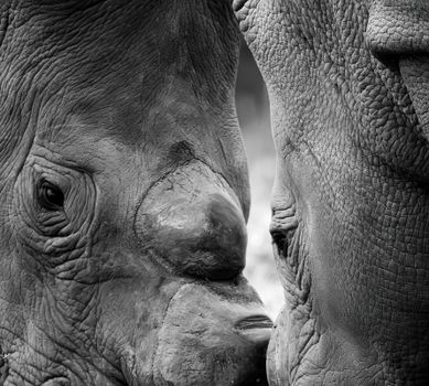 Rhinoceros