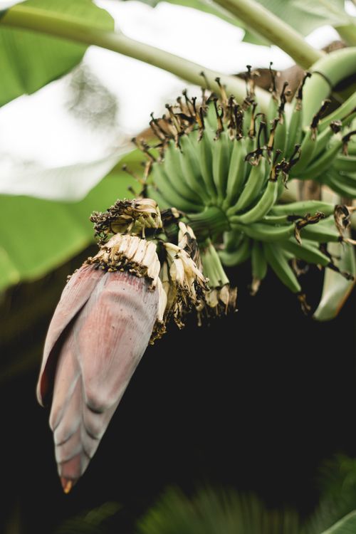 Free Close-up of unripe green bananas with a visible banana flower in a tropical setting. Stock Photo