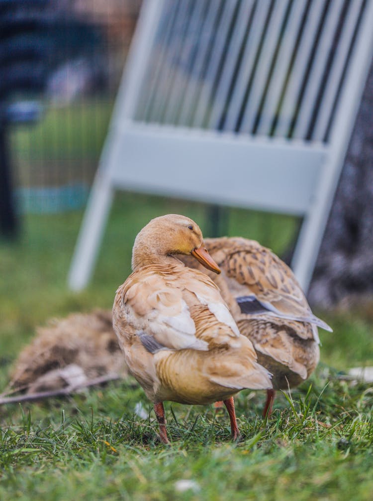 Brown Ducks Standing On The Grass