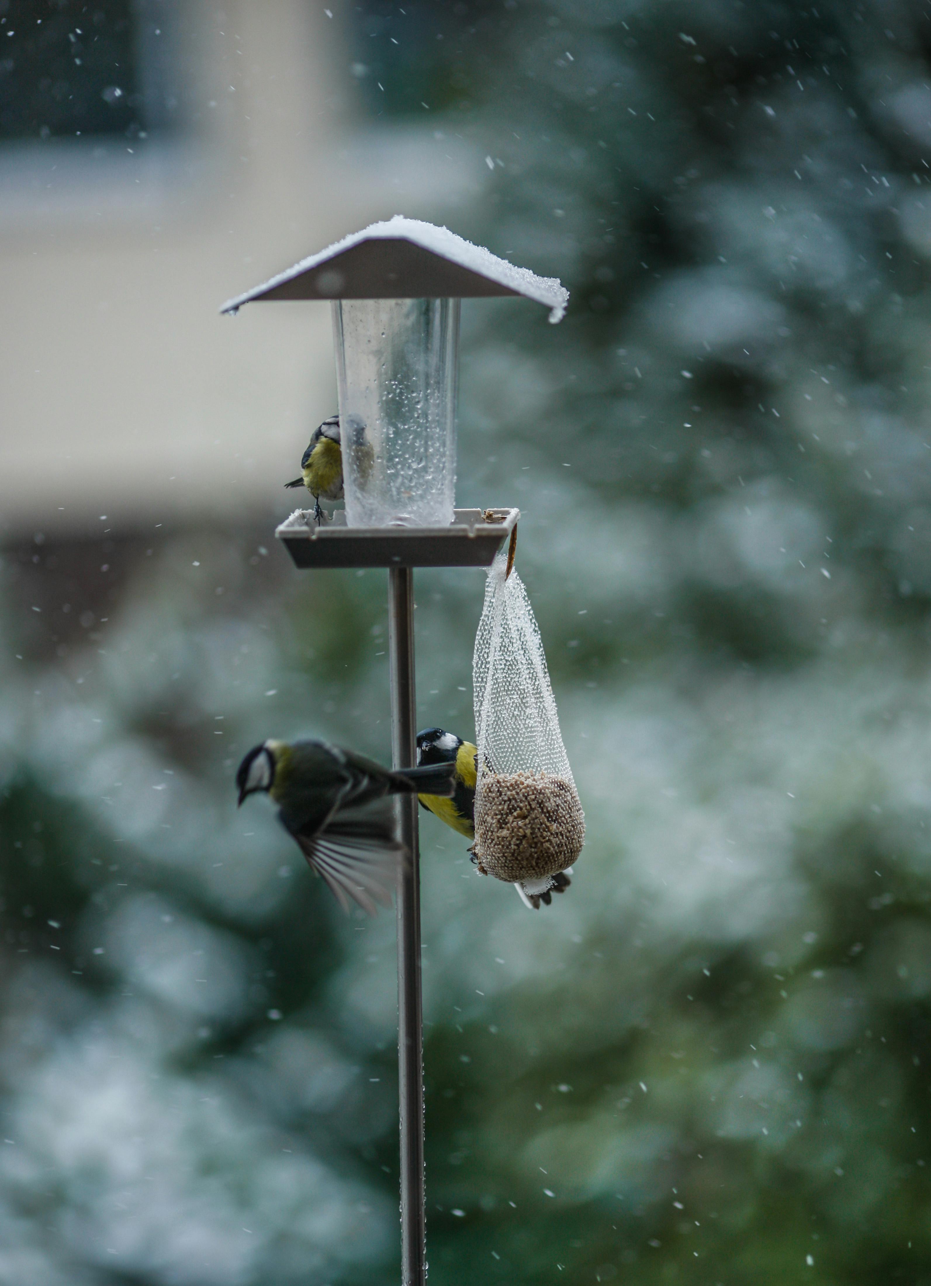 A serene winter scene with birds feeding at a hanging bird feeder, surrounded by falling snow.
