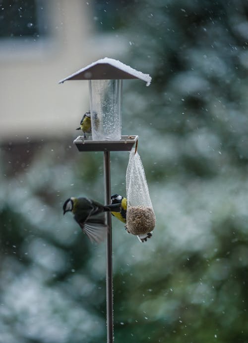 Tits on a Bird Feeder Standing Outdoors