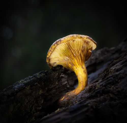 A chanterelle on a mossy log