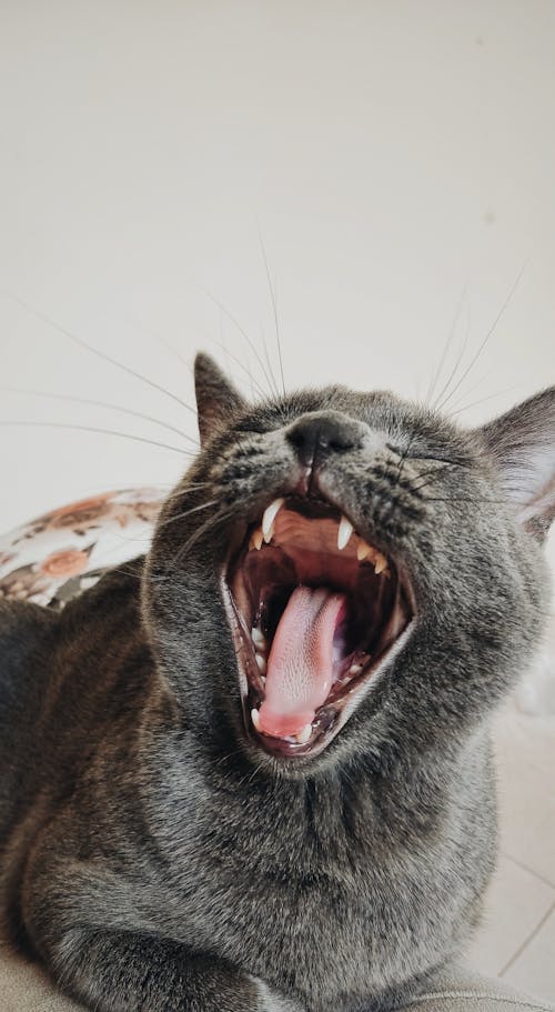 Close-Up Photo of a Yawning Gray Cat